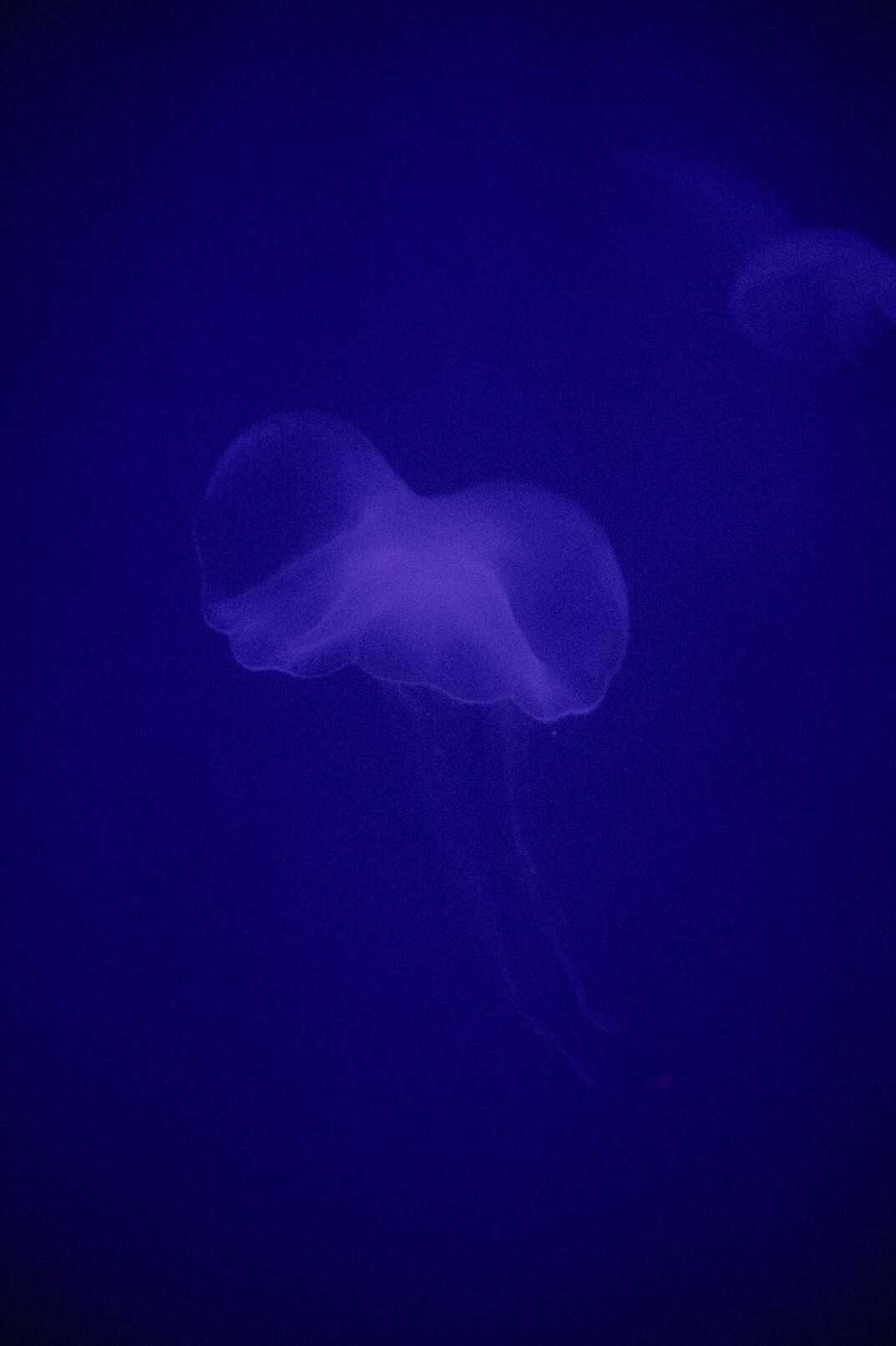 mysterious ocean depths